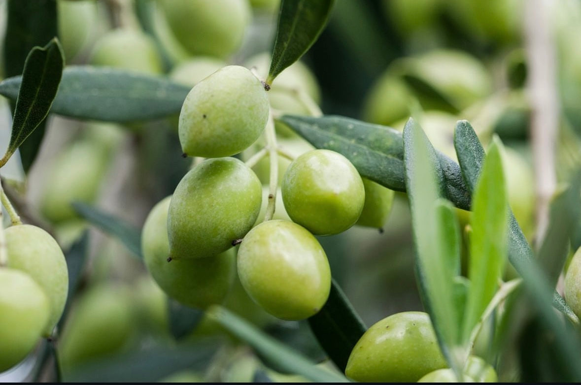 Early Harvest koroneiki olives from Greece
