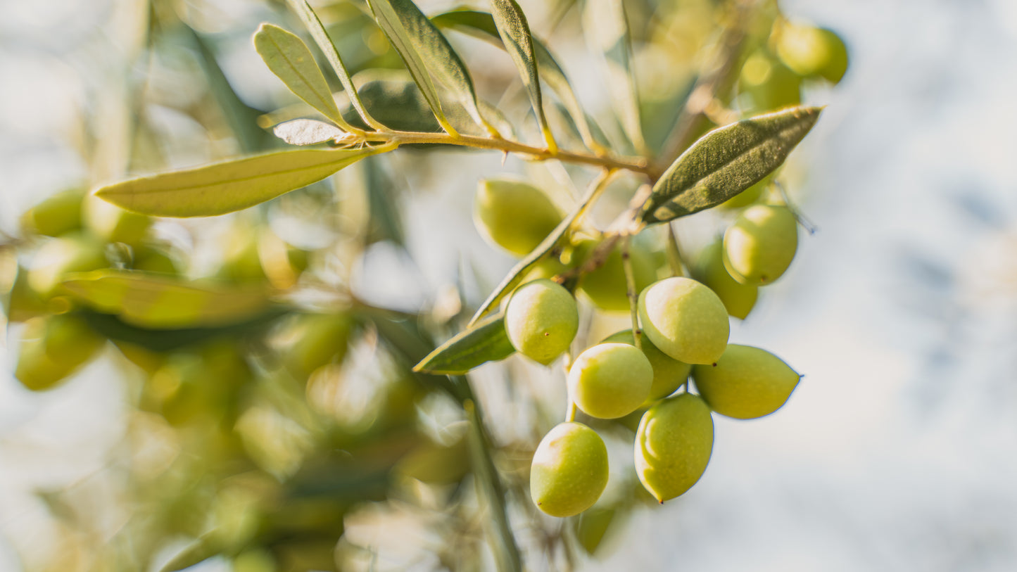 Early Harvest EVOO  Messenia, Greece