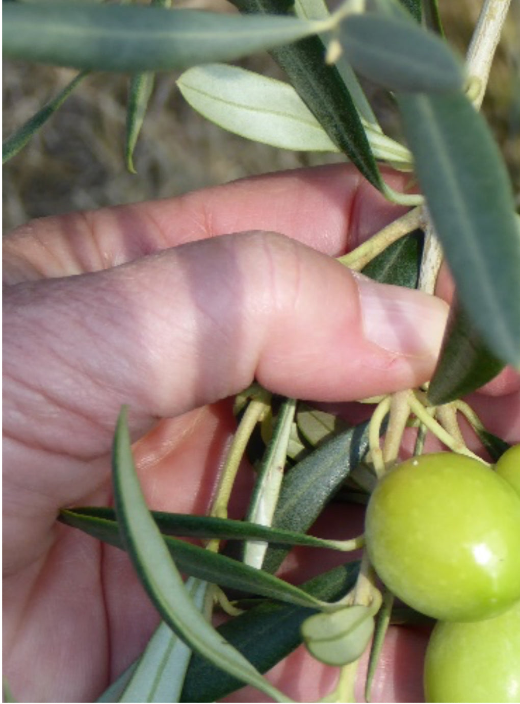 Olives on a branch